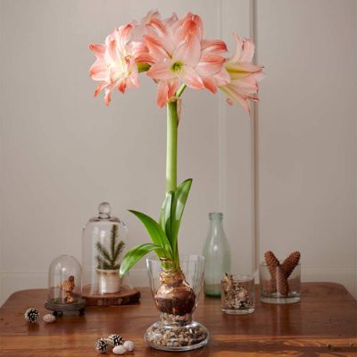 Amaryllis