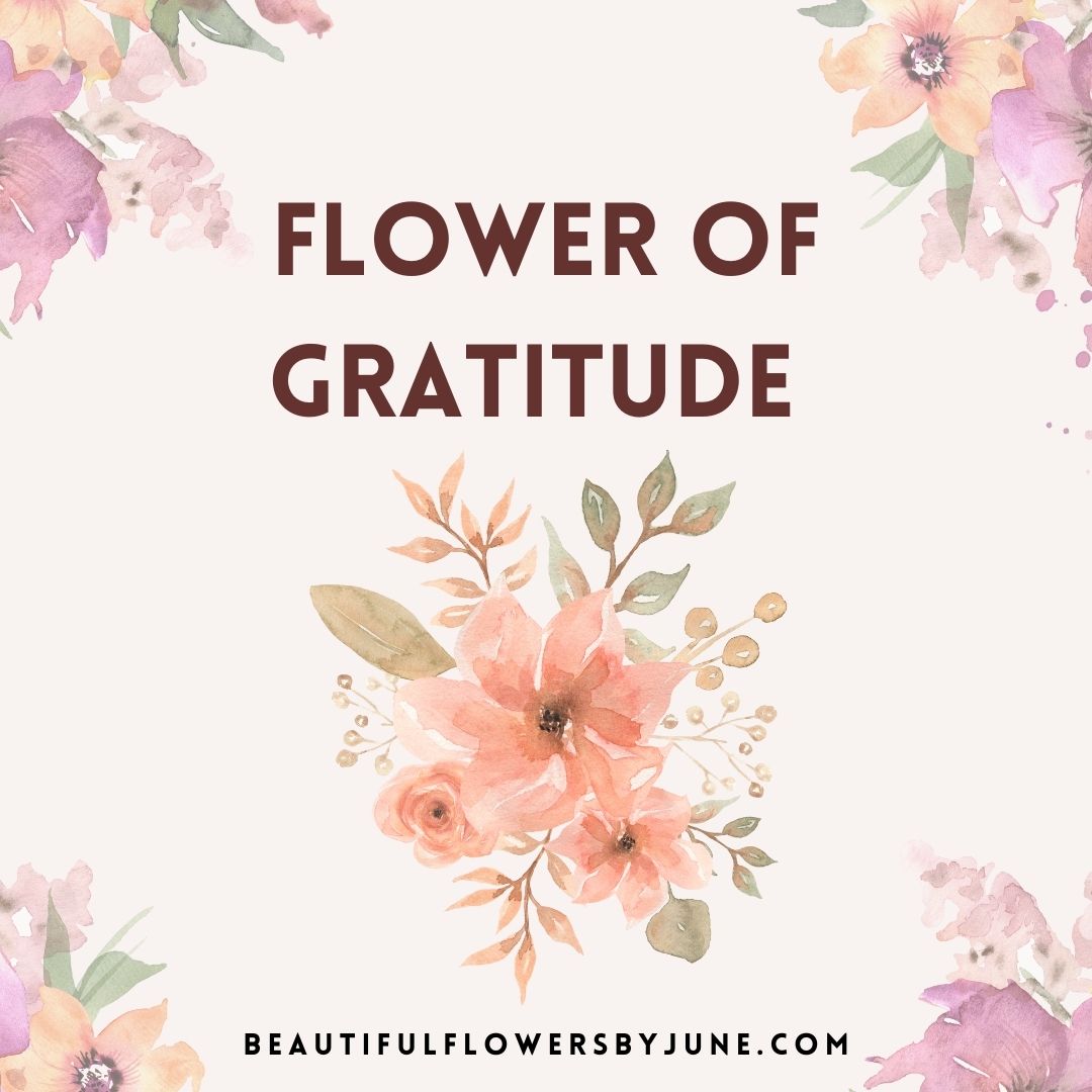 Flower of Gratitude