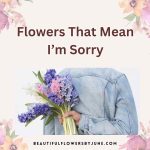 Flowers That Mean I’m Sorry