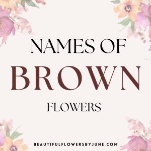 Names of Brown Flowers 